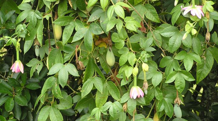 PP banana passionfruit.jpg