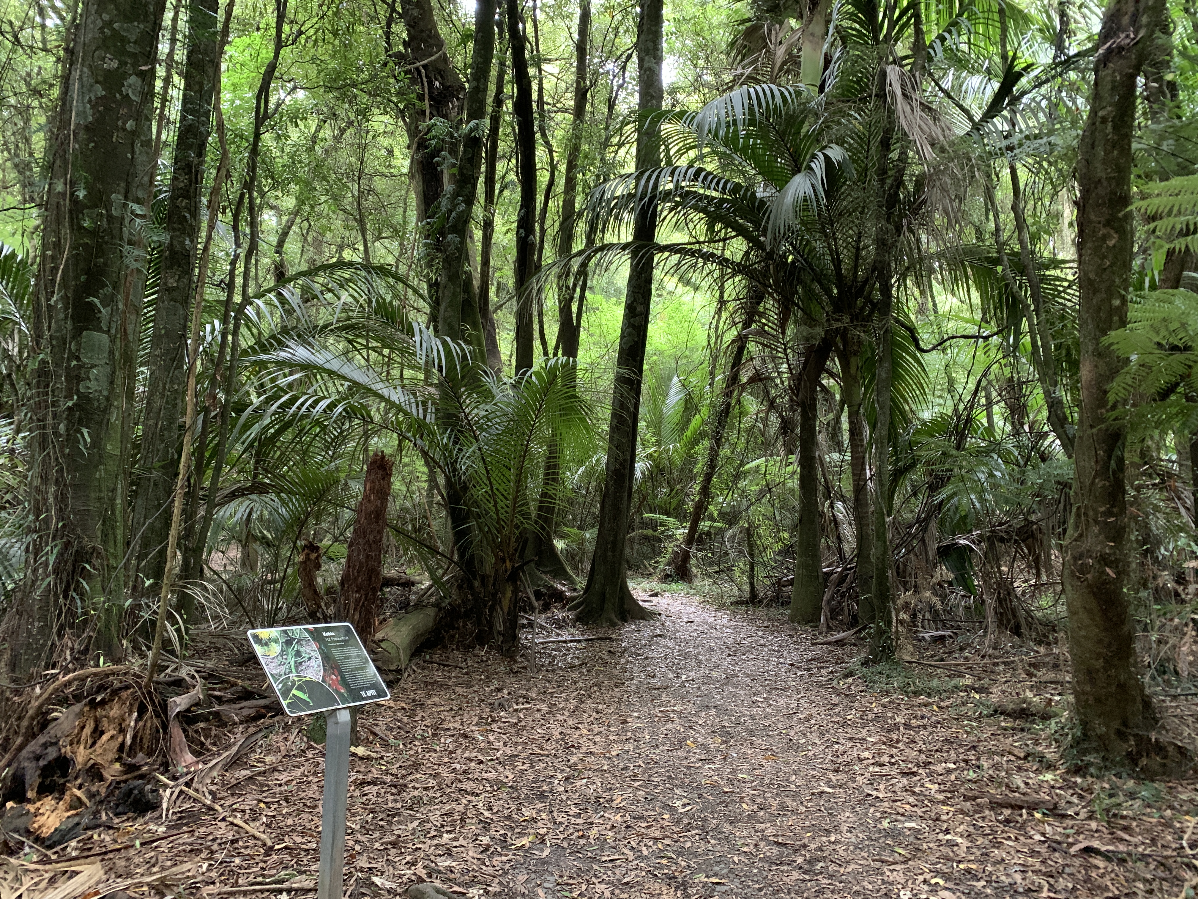 Te Apiti plants (4).JPG