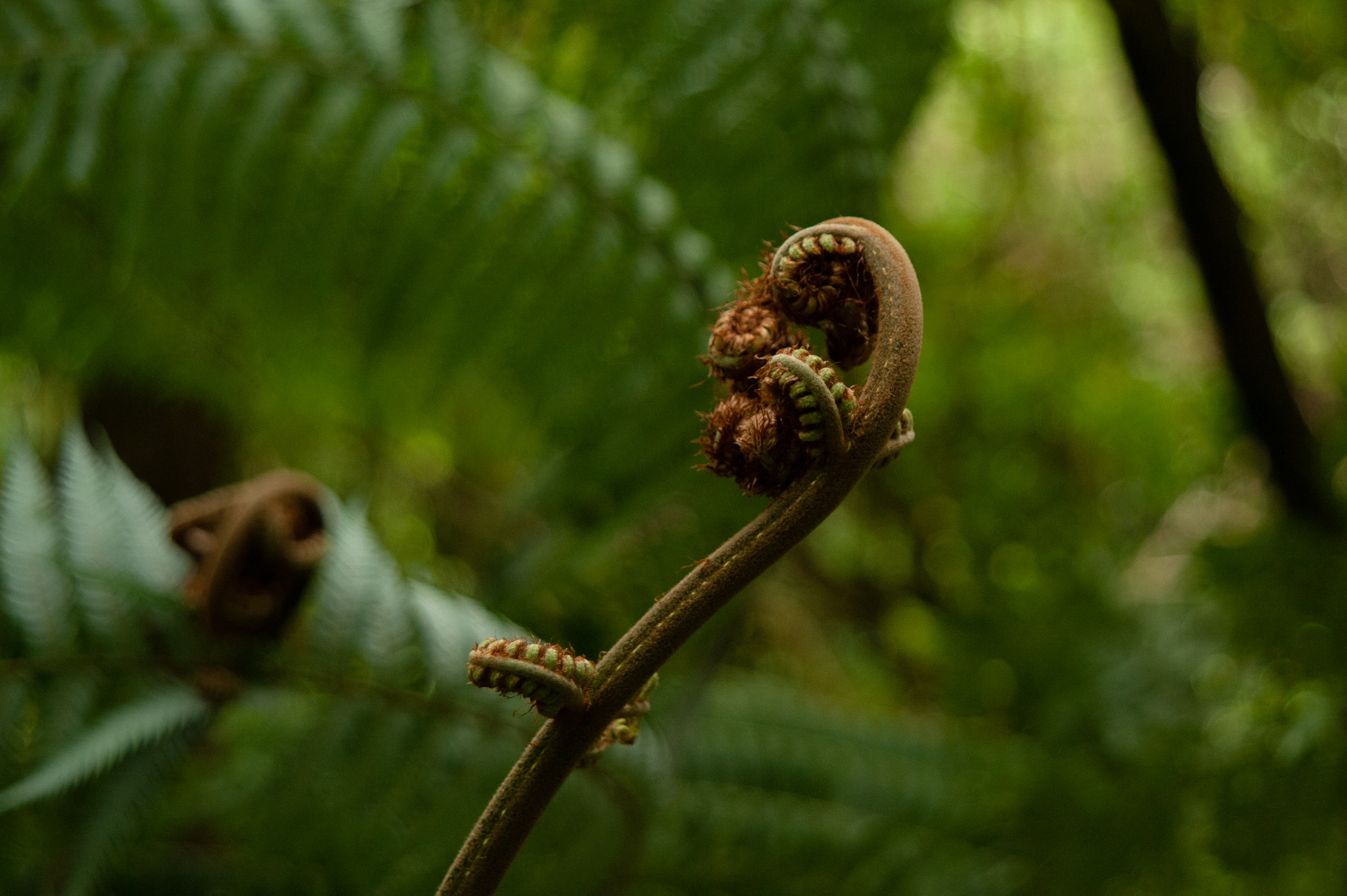 TeApitiDec2023-53.jpg