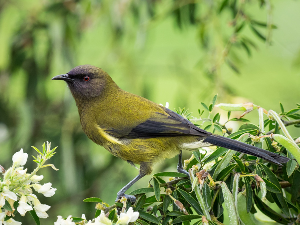 'Living Taonga' feature block image