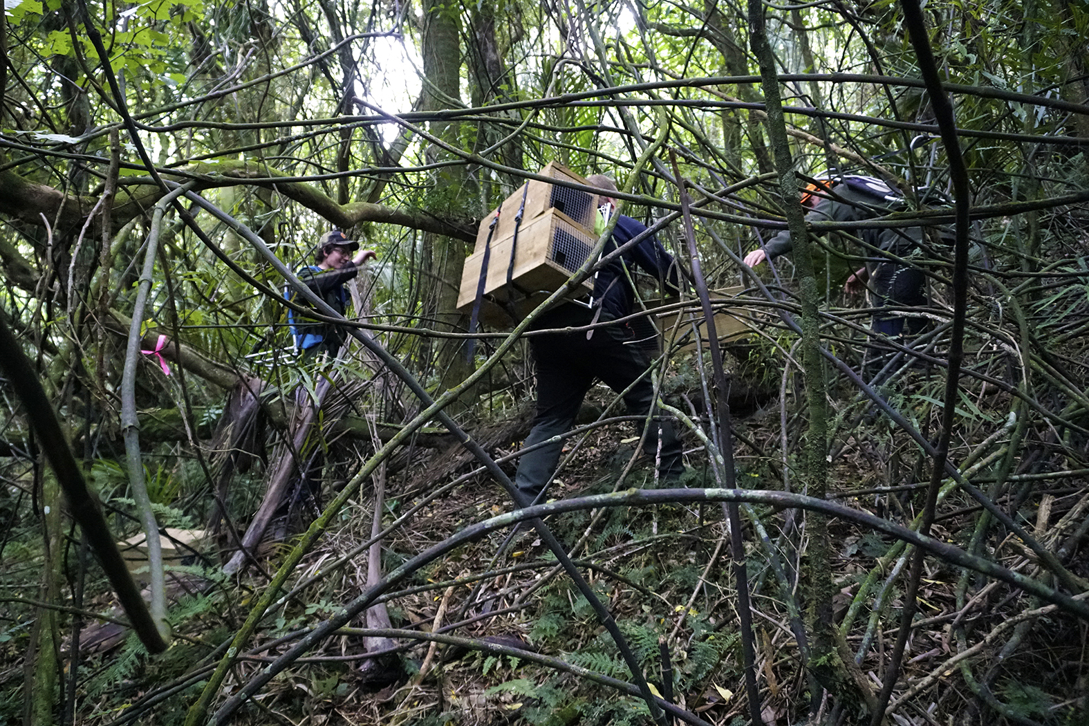 Milson Scouts' Manawatu Gorge Trap Line