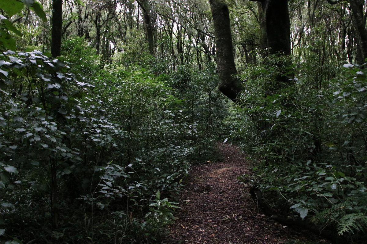 Walking track at Ballance Domain