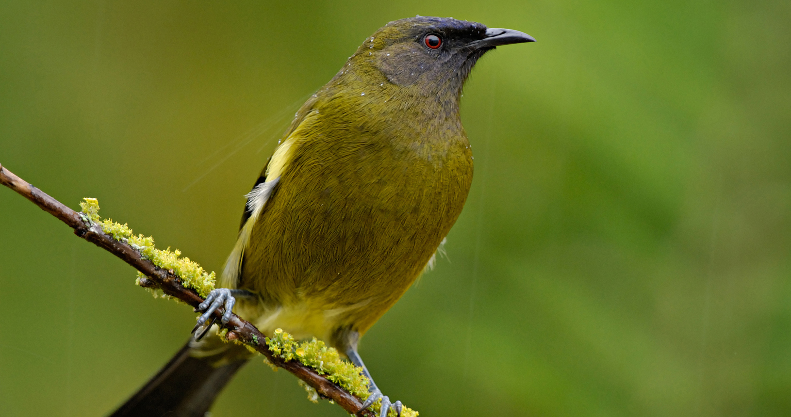 Bellbird