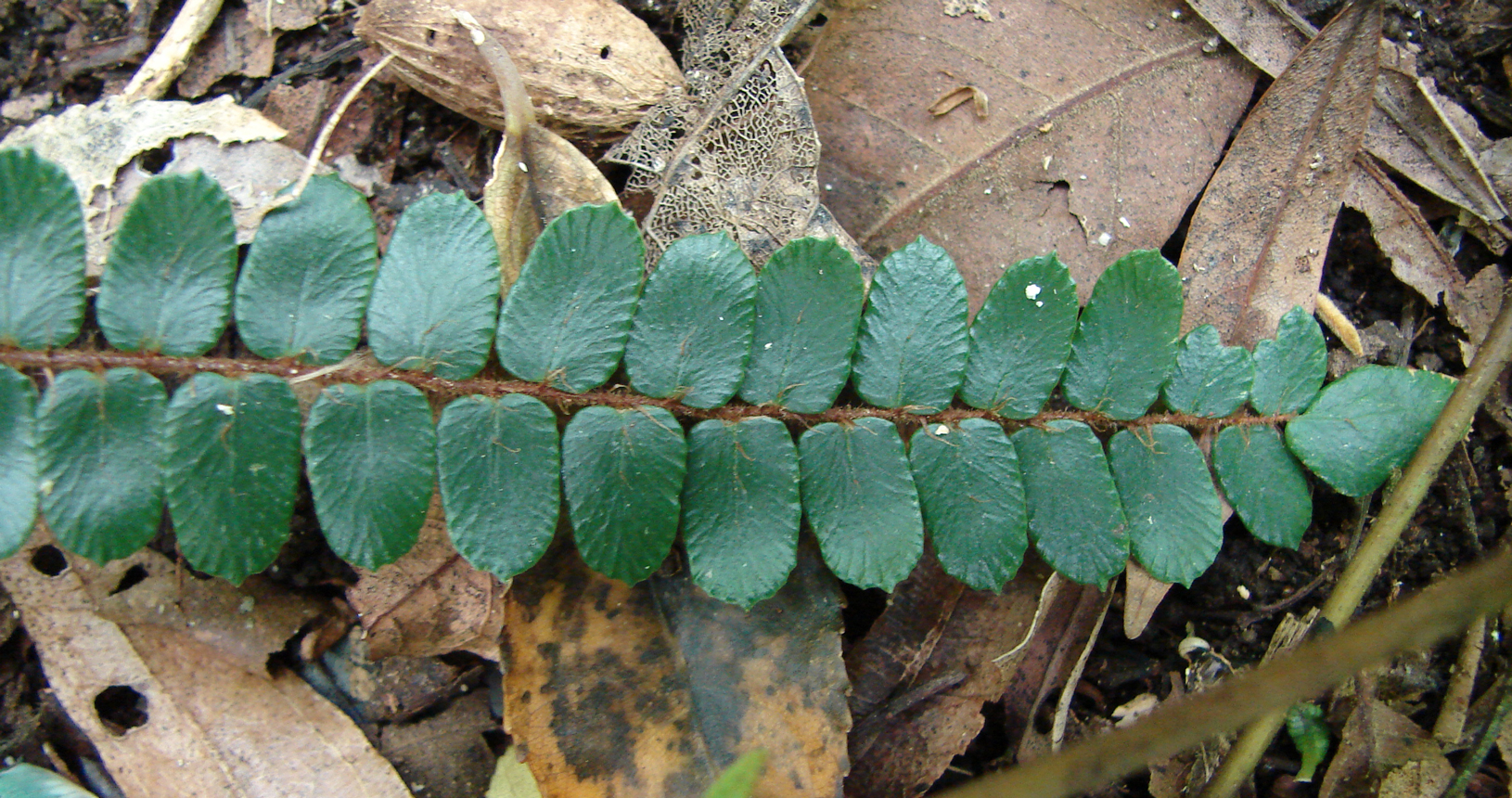 Button Fern