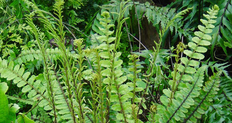 Creek Fern