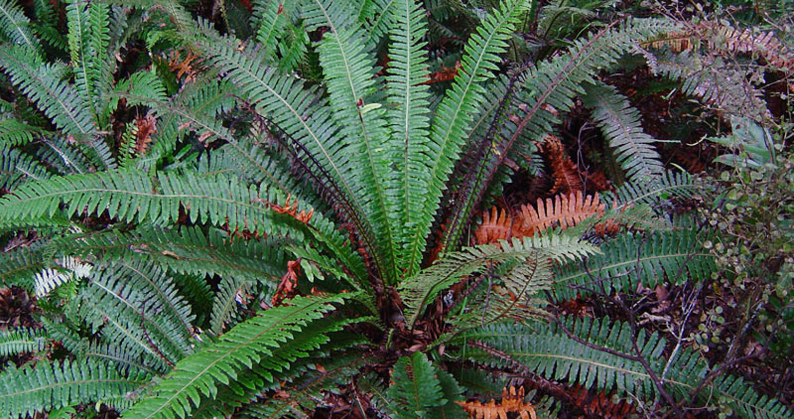 Crown Fern