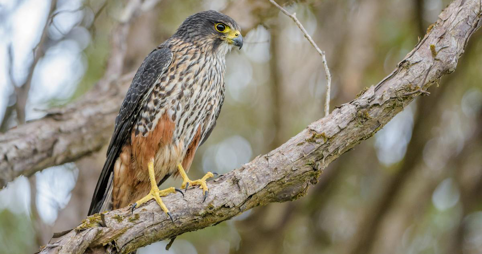 Falcon