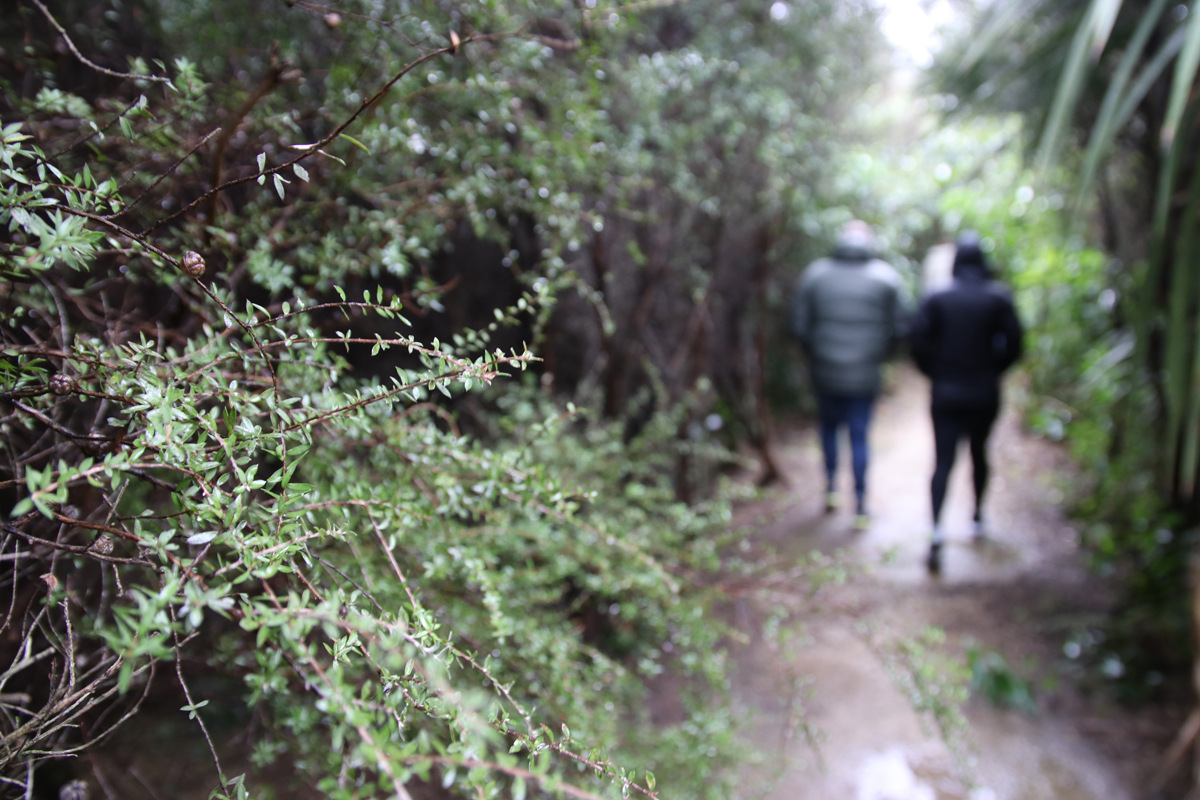 Ferry Reserve, 2019