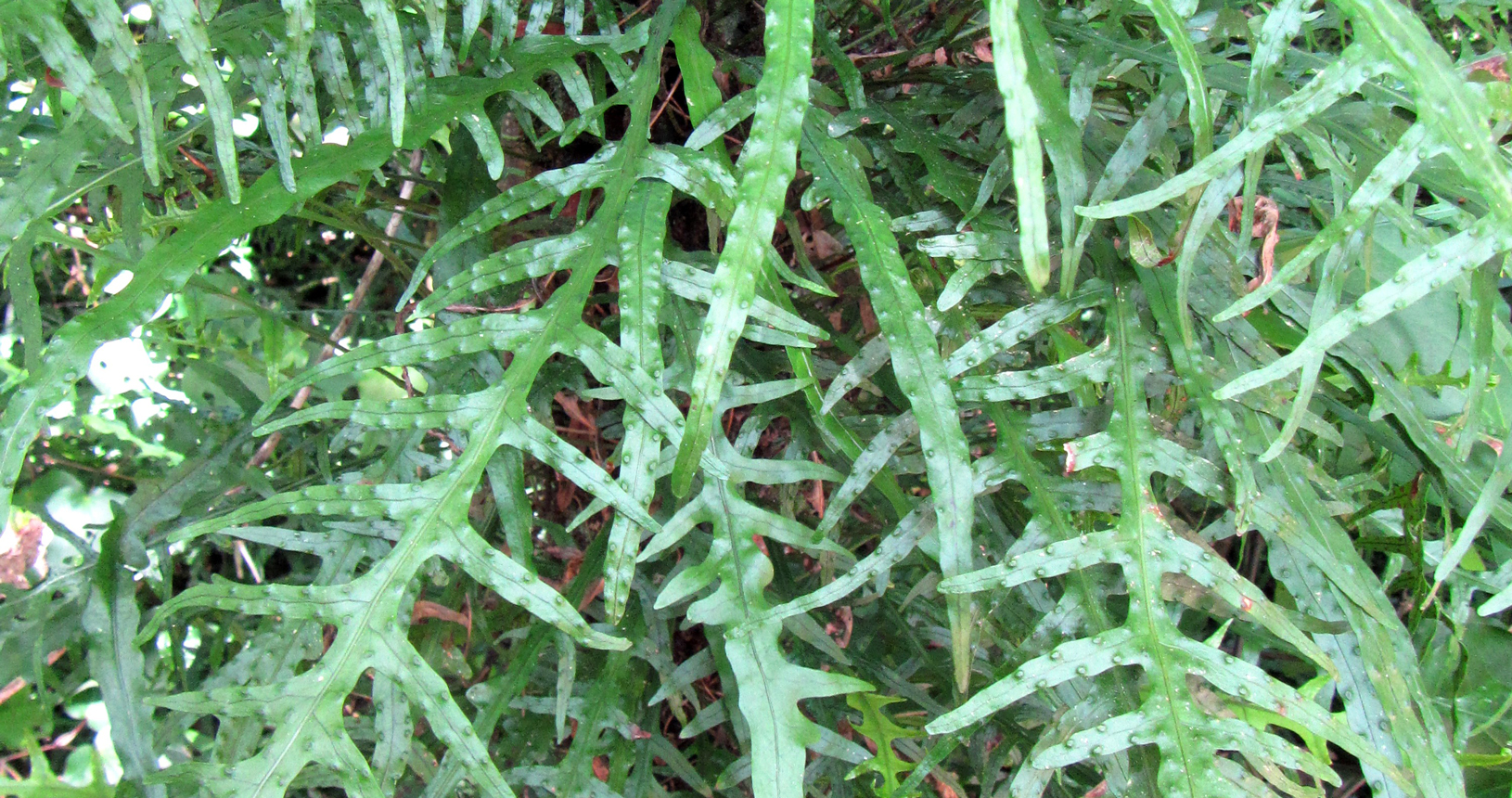 Fragrant Fern