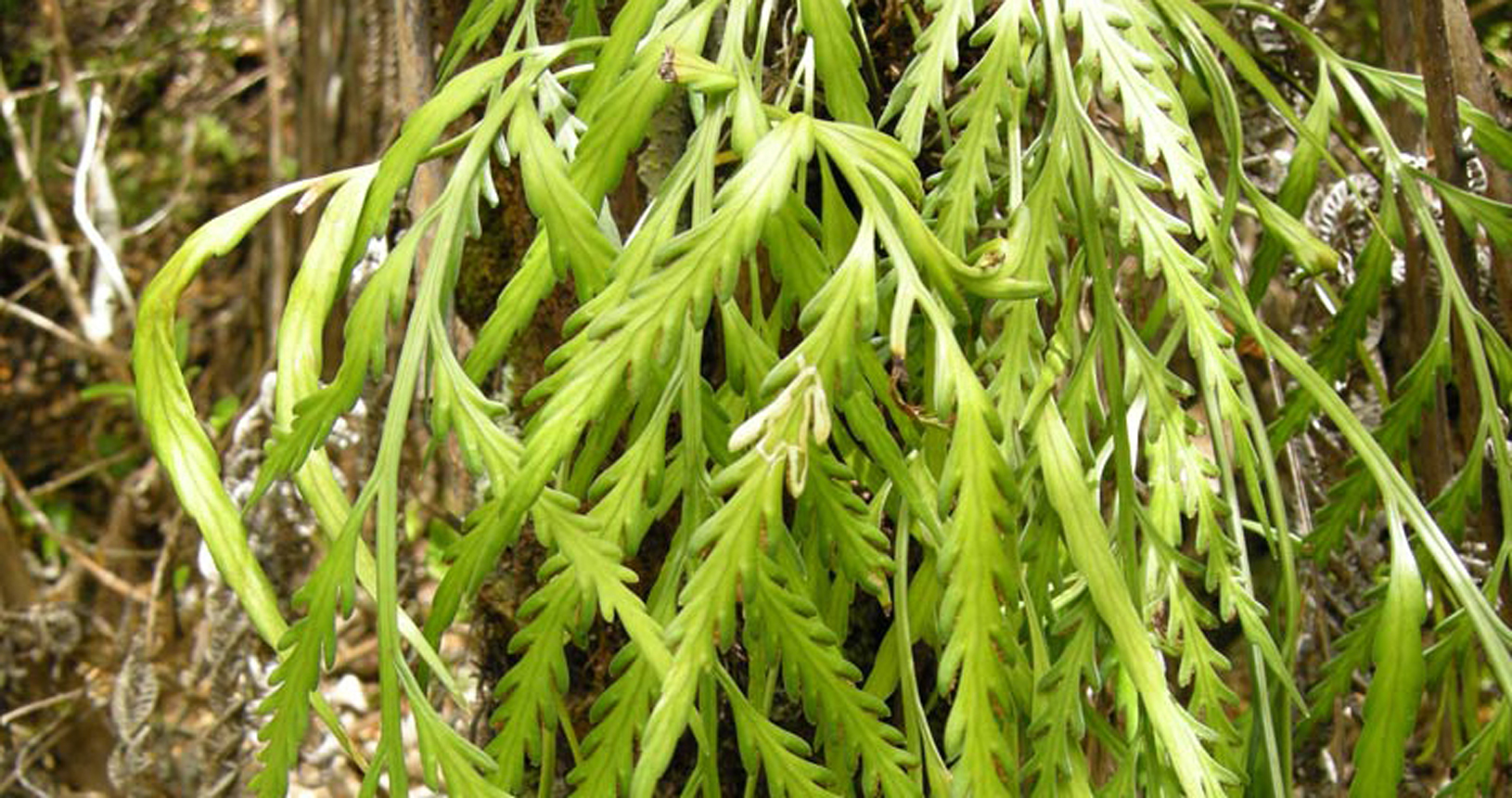 Hanging Spleenwort