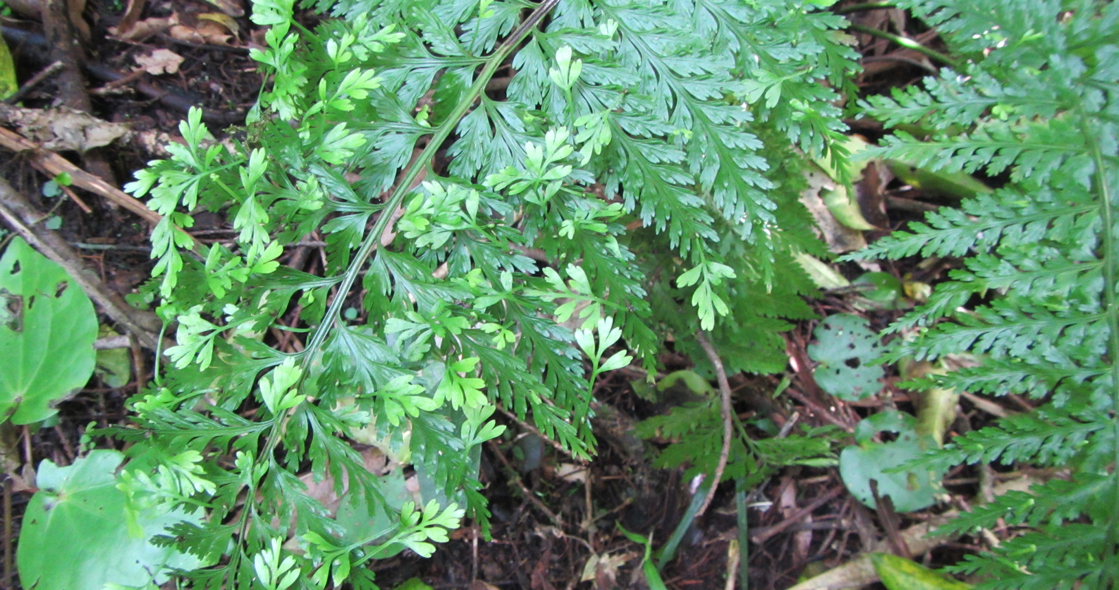 Hen and Chicken Fern