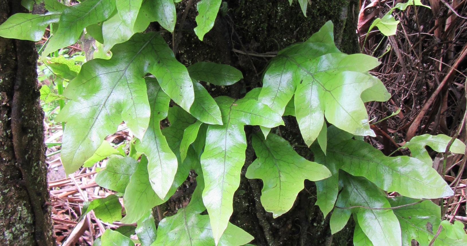 Hounds Tongue Fern