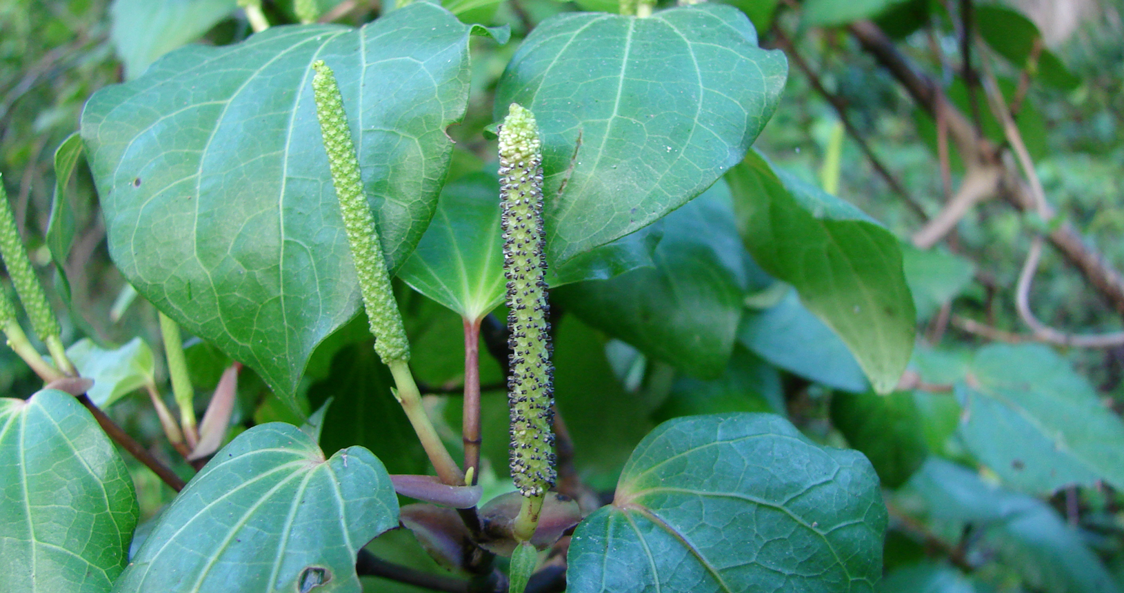 Kawakawa Peppertree