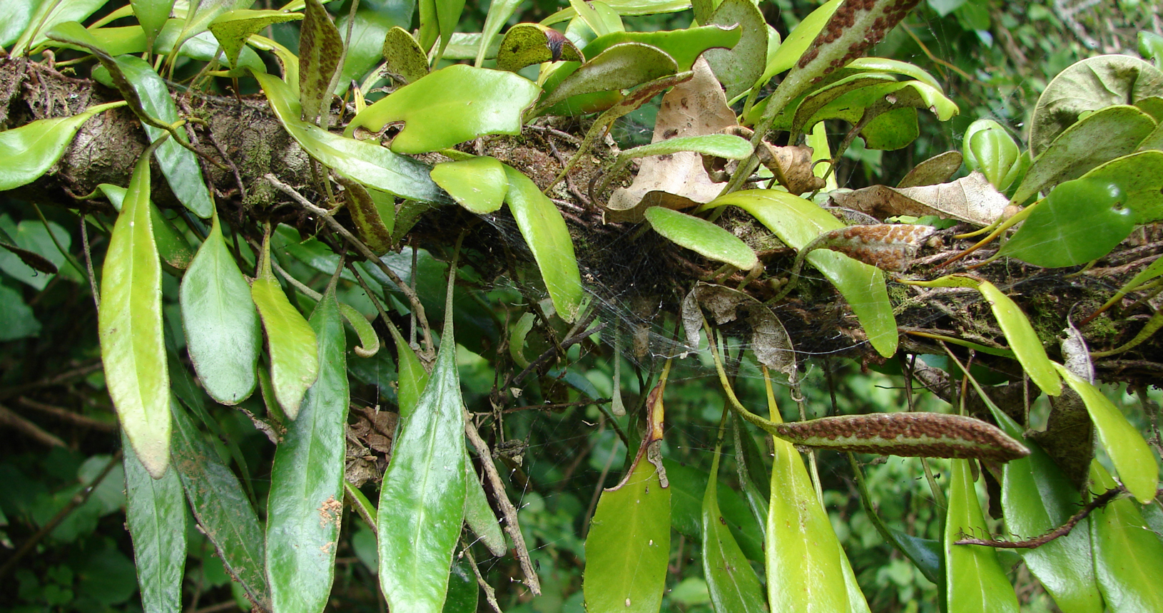 Leather Leaf Fern