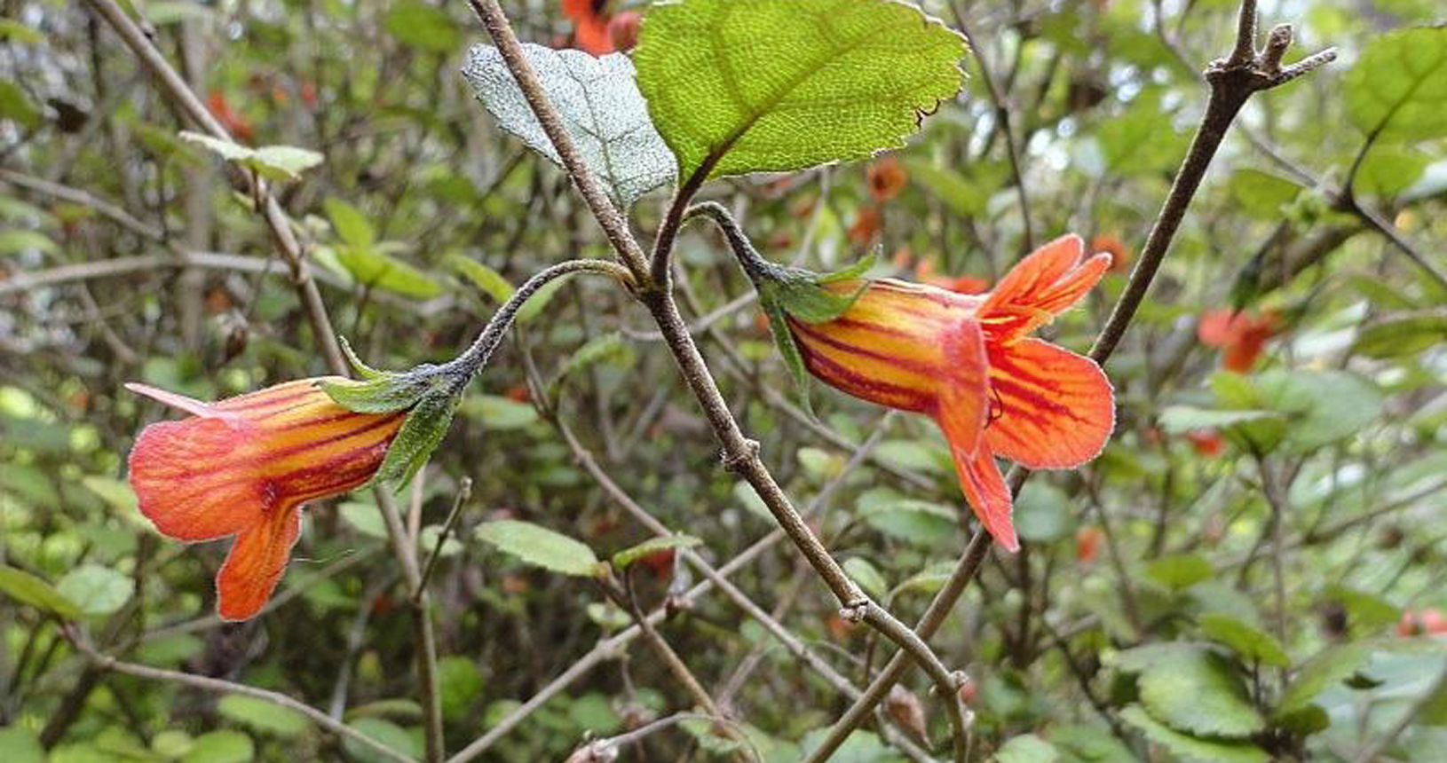 NZ Gloxinia Shrub