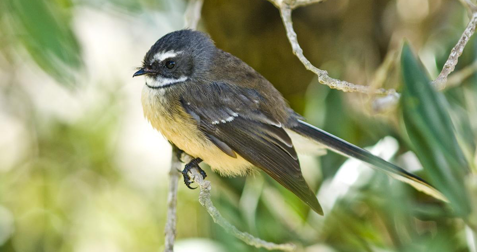 Fantail