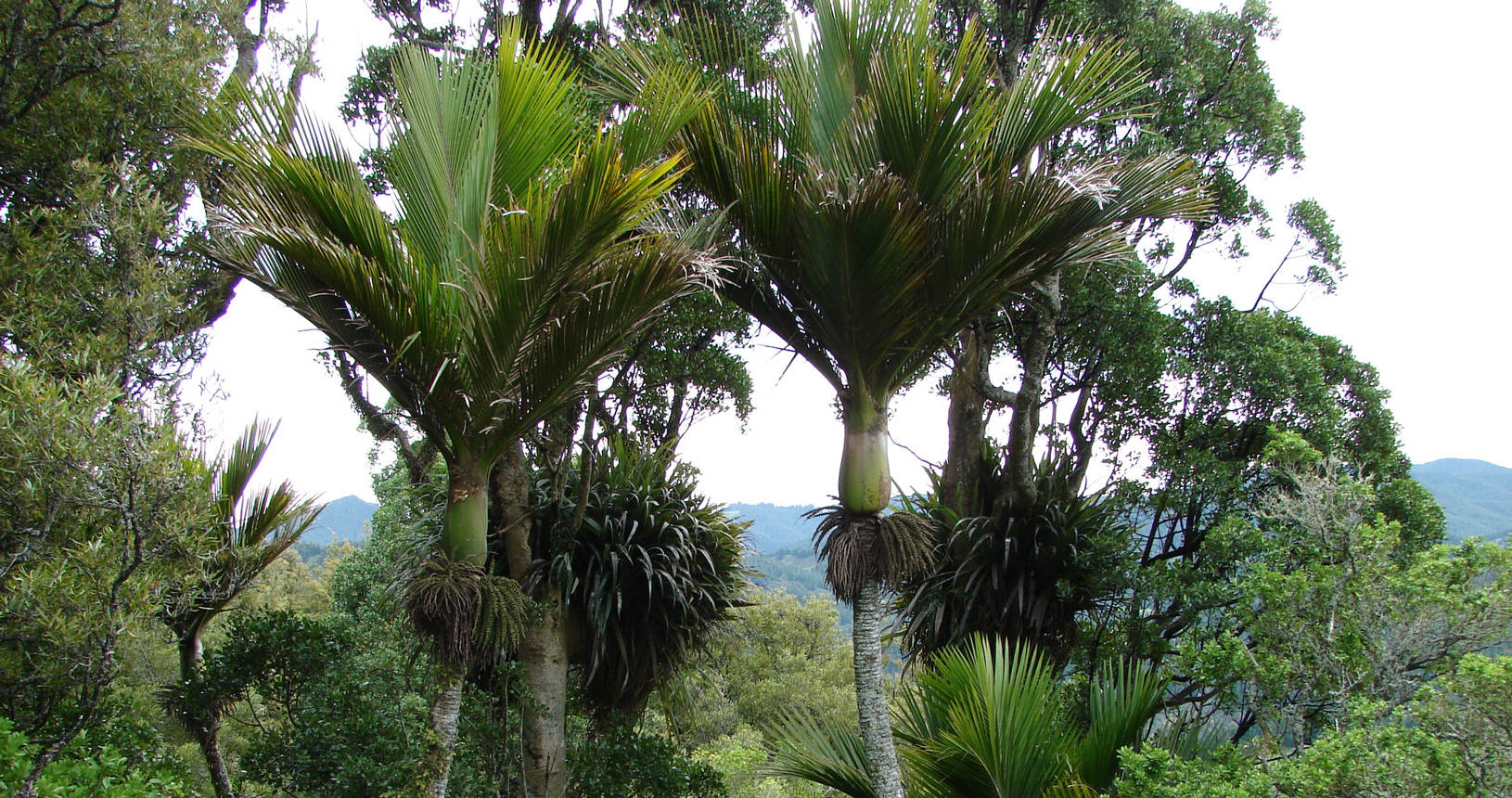 Nikau