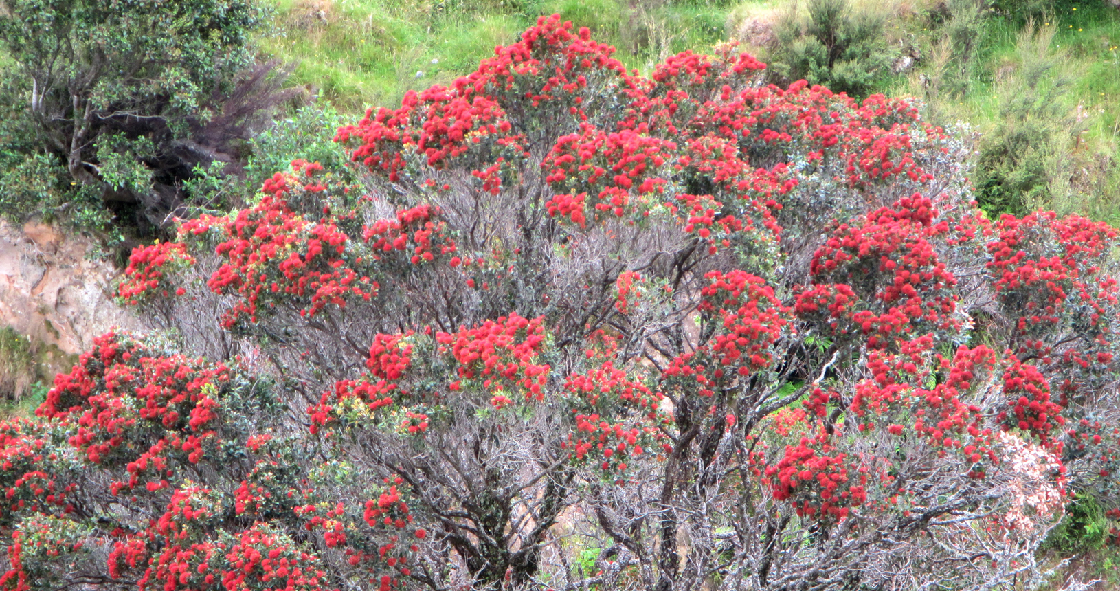 Northern Rata