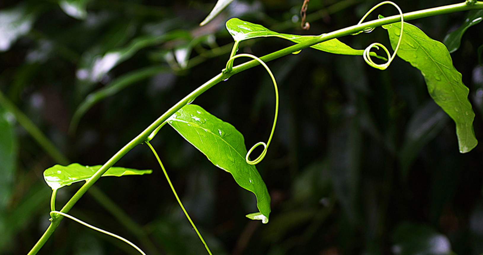 Passionfruit tendrils