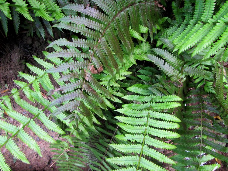 GULLY FERN - PIUPIU