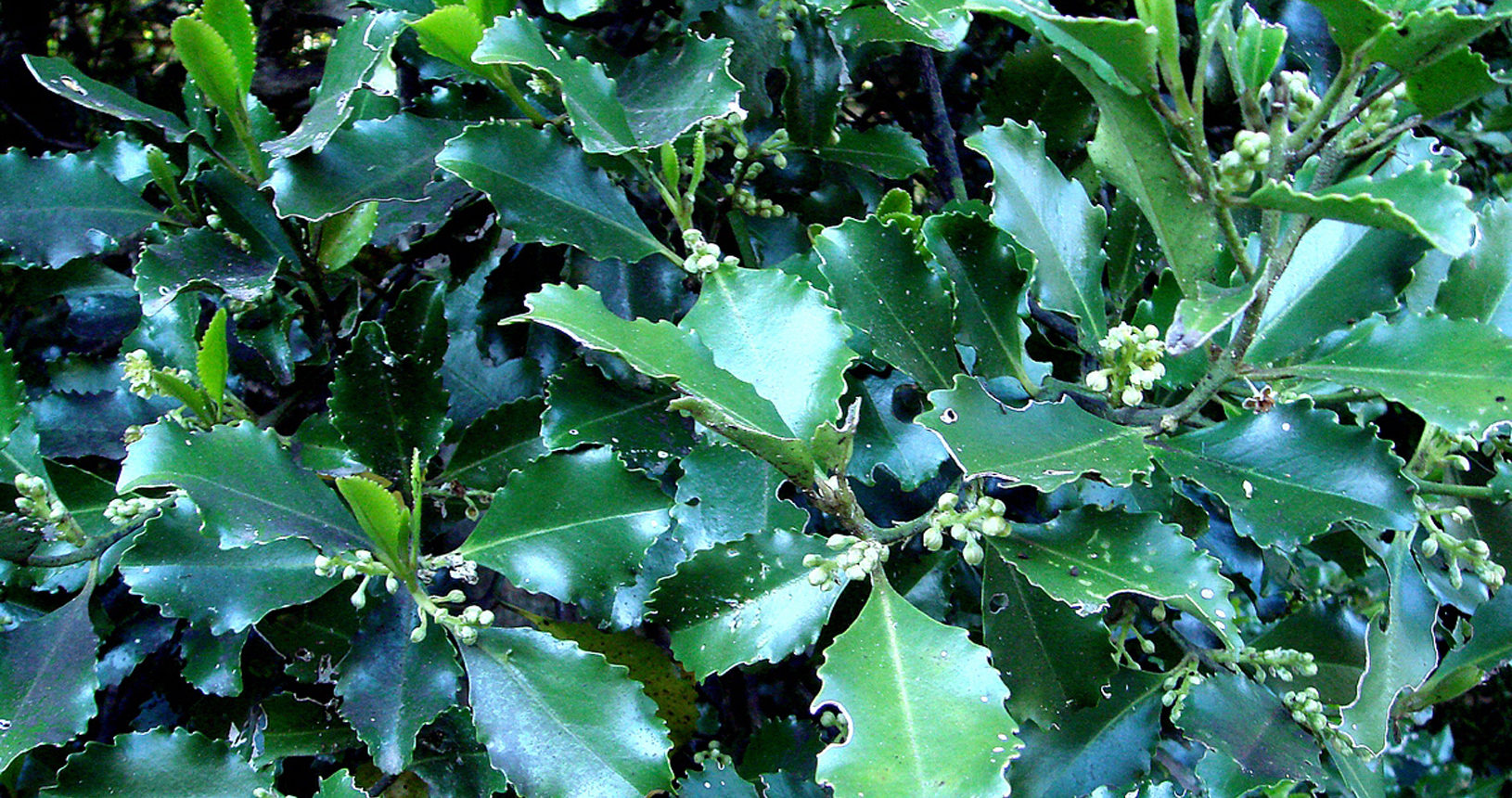 Pukatea Foliage