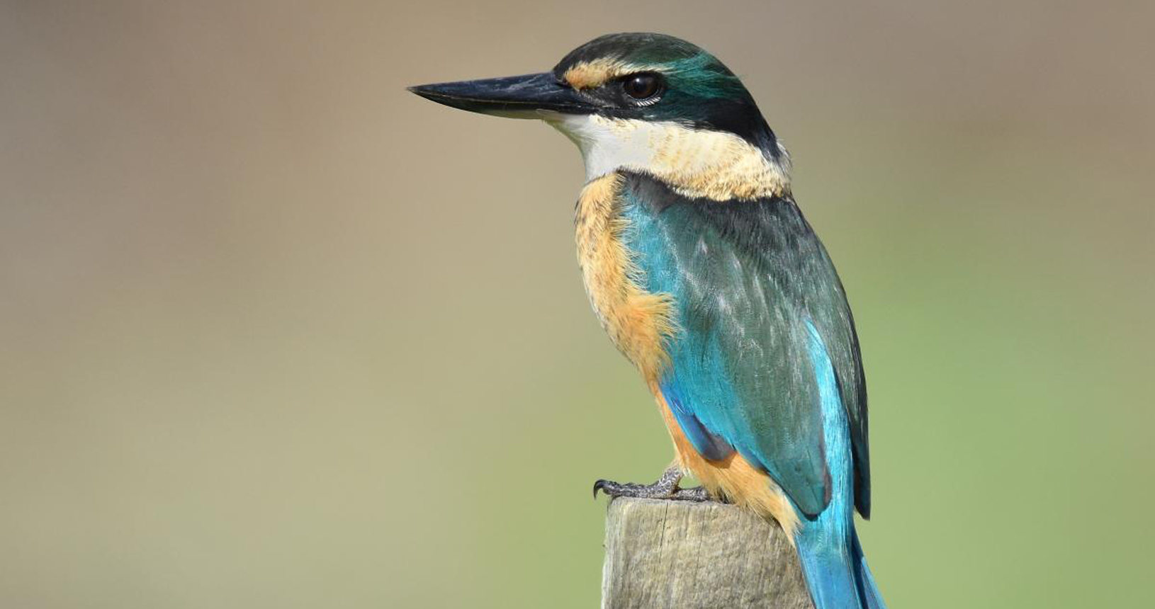 Sacred kingfisher