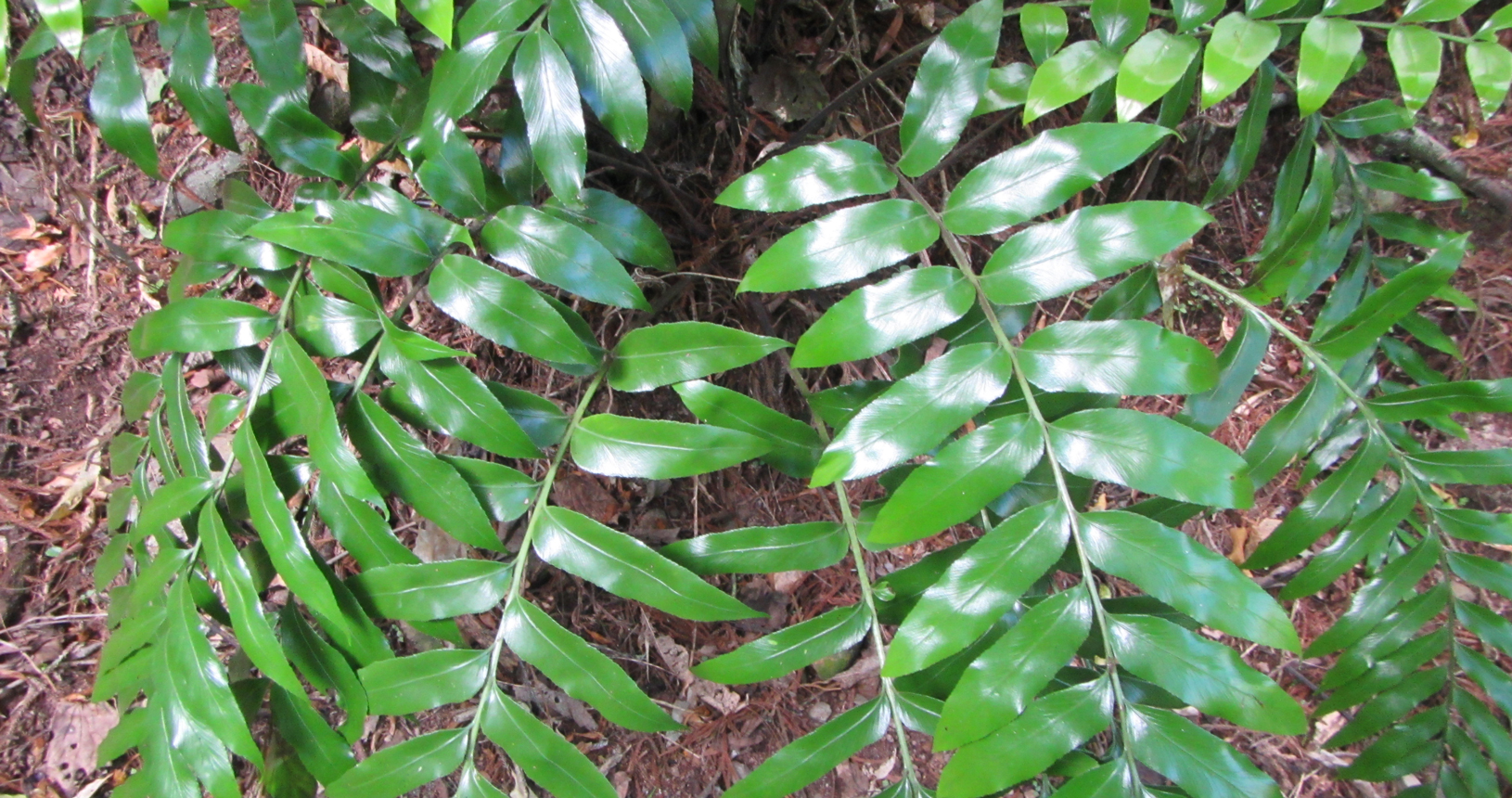 Shining Spleenwort