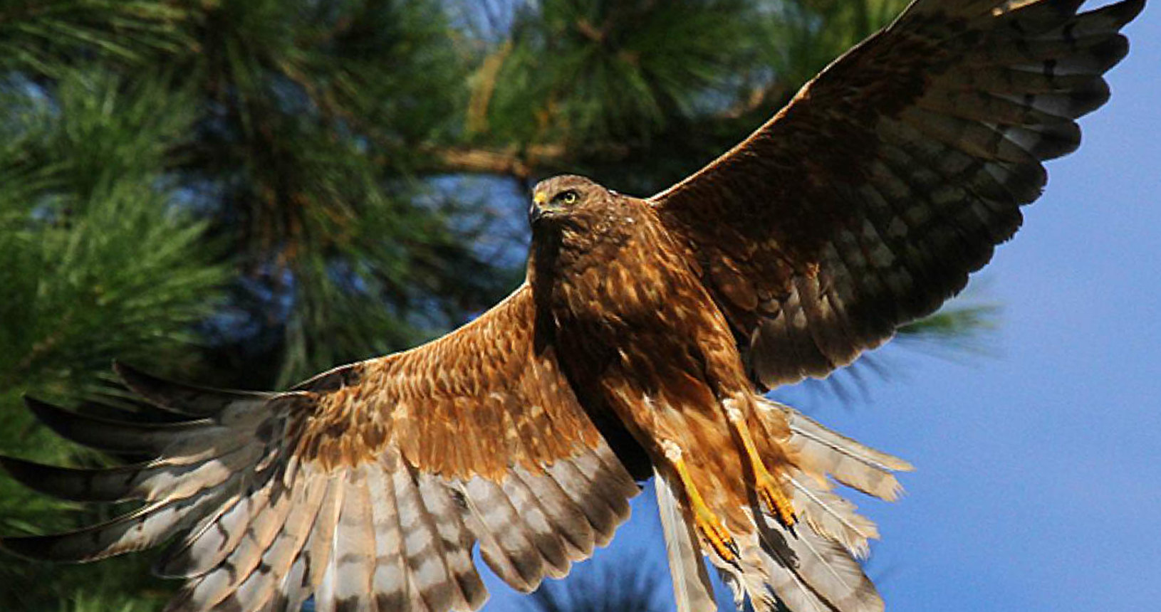 Swamp harrier