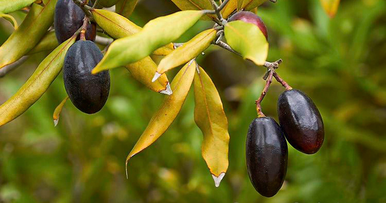 Tawa Berries