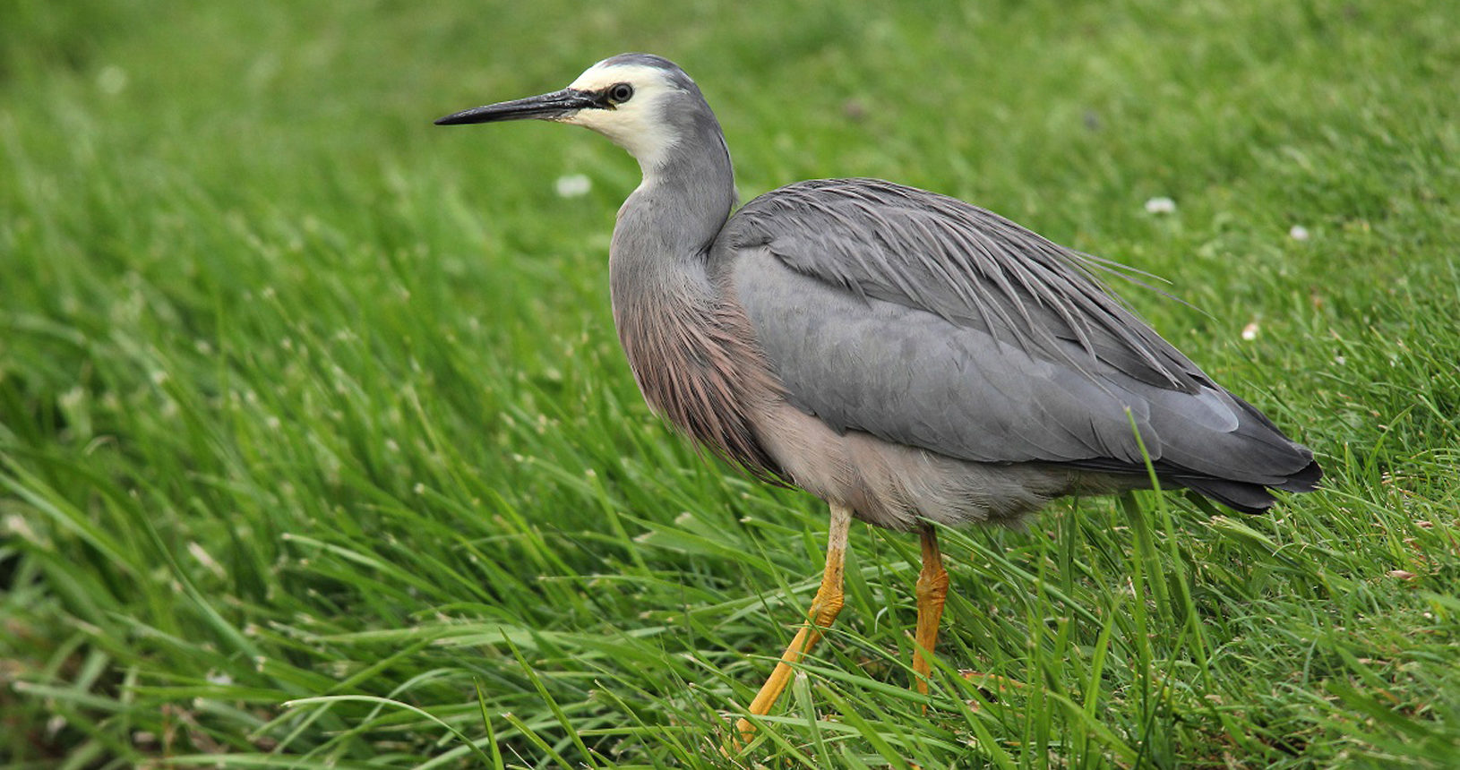 White-faced heron