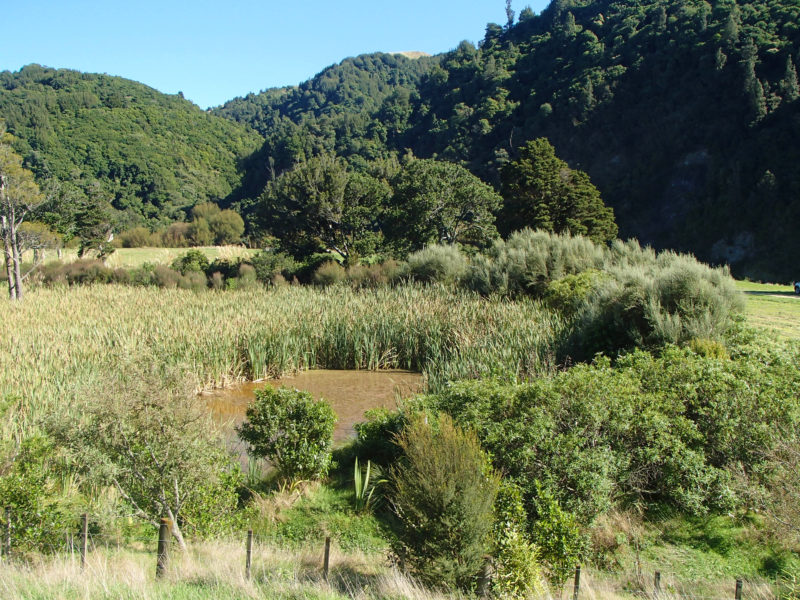 A small wetland in Ferry Reserve, Manawatu Gorge