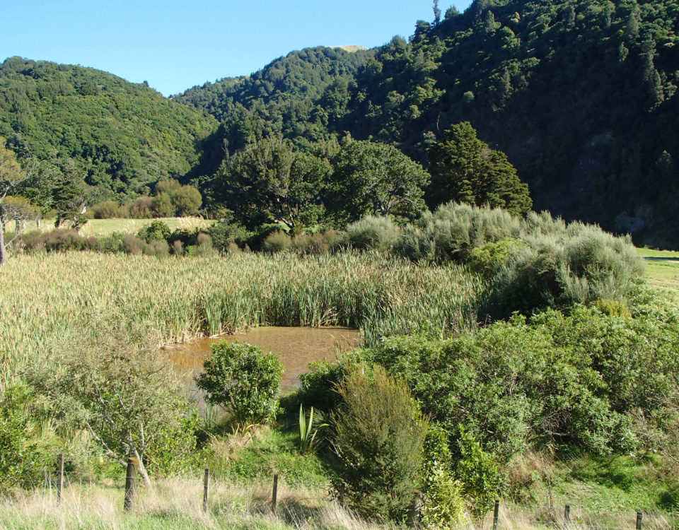 A small wetland in Ferry Reserve, Manawatu Gorge