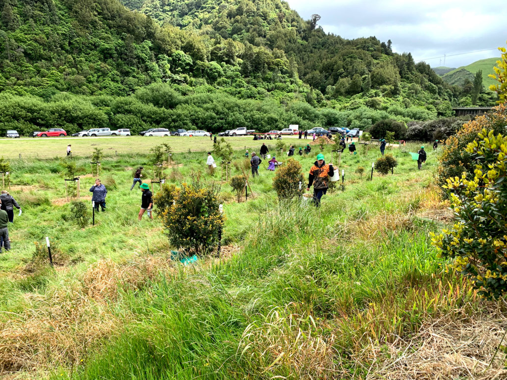 Tōtara a living memorial to our soldiers