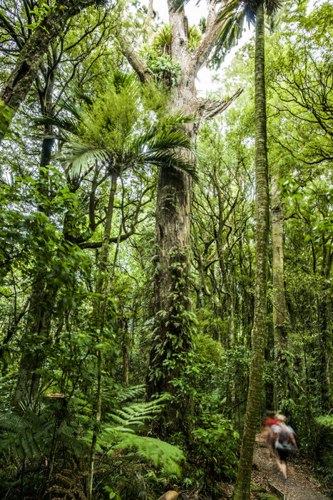 Te Āpiti Manawatū Gorge | David Lupton